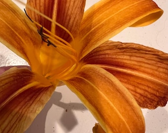 Daylily Live Plant 1 Fan, Spider Bloom form Spider Daylily