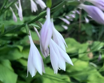 Two plants - Hosta perennial