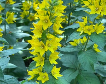 Two plants - Lysimachia punctata Loosestrife bareroot
