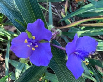 Spiderwort Day Lily Blue Flower Wandering Jew Plant - Etsy