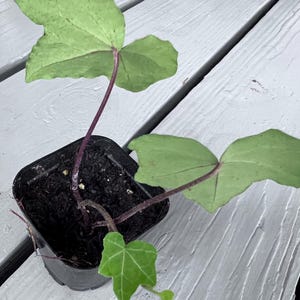 Green Ivy, Climbing plant, Easy Care House Plant, Rooted plant