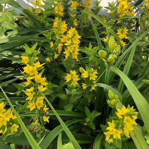 Yellow Loosestrife live plant, perennial flowers for your garden, Easy to grow plants, booming flowers