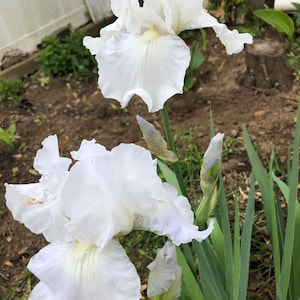 May include: Close-up of white iris flowers in a garden setting. The flowers have delicate, ruffled petals and a soft, creamy white color. Green leaves and unopened buds are also visible, suggesting a spring or summer bloom.