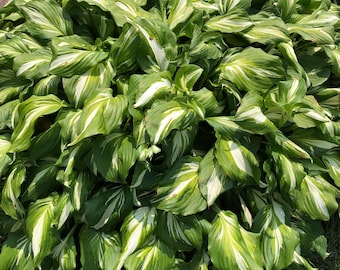 Perennial Hosta plants for your garden or patio. Hosta likes shade and sun. Easy to grow plants, perennial, booming