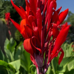 Red President Canna flower,  for your garden, Easy to grow plants, red booming flowers