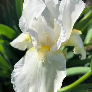 May include: A close-up of a white iris flower with ruffled petals and a yellow center. The flower is in full bloom, with sunlight highlighting its delicate texture. Green leaves provide a natural backdrop.
