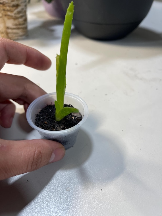 Aloe Vera Setzlinge - Etsy.de