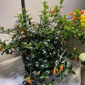 Puede incluir: Una planta de interior en maceta con hojas verde oscuro y pequeñas flores naranjas. La planta está en una maceta negra y cuelga sobre el borde de una superficie blanca.