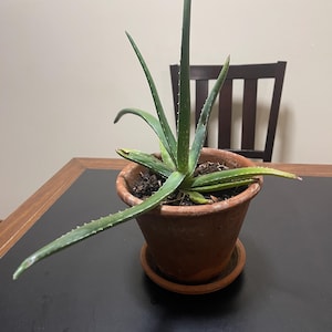 Aloe Vera