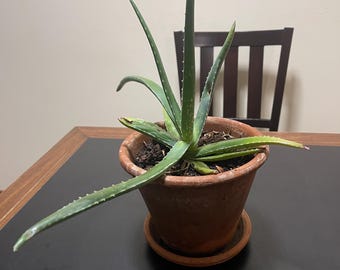 Aloe Vera Barbadensis Miracle Plant Succulent Terrarium Dish Garden  Houseplant Rock Garden - Etsy