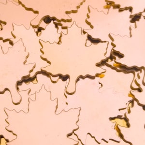 May include: A pile of gold-colored metal maple leaf shapes.