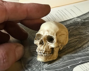 Anatomiczna miniatura ludzkiej czaszki w skali 1/6 autorstwa Thomasa Kuntza