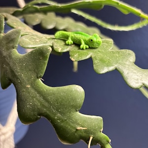 May include: A small green plastic lizard figurine perched on a green leaf of a houseplant.