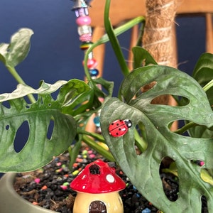 Ladybugx2 - Plant Buddies/Plant Magnets