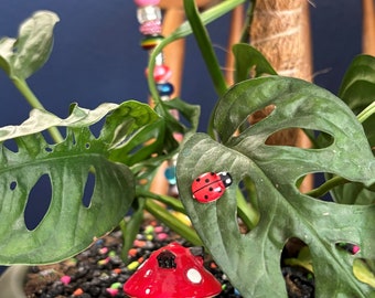Ladybugx2 and Combo Packs - Plant Buddies/Plant Magnets