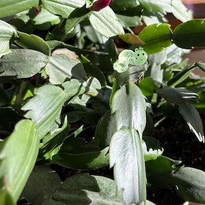 May include: A green cactus plant with a small green figurine of a caterpillar on one of the leaves. The cactus is in a white pot.