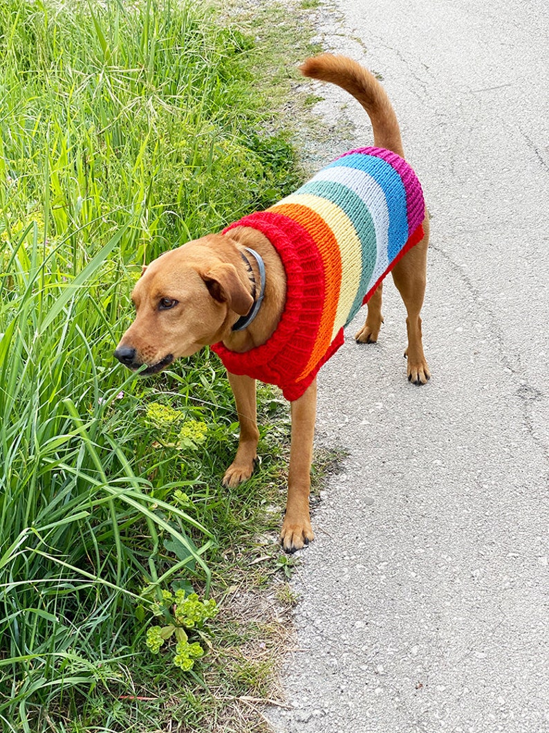 Rainbow dog sweater knitting pattern, dog sweater pattern, striped dog sweater pattern, knitting pattern, dog clothes, dog jumper pattern image 2