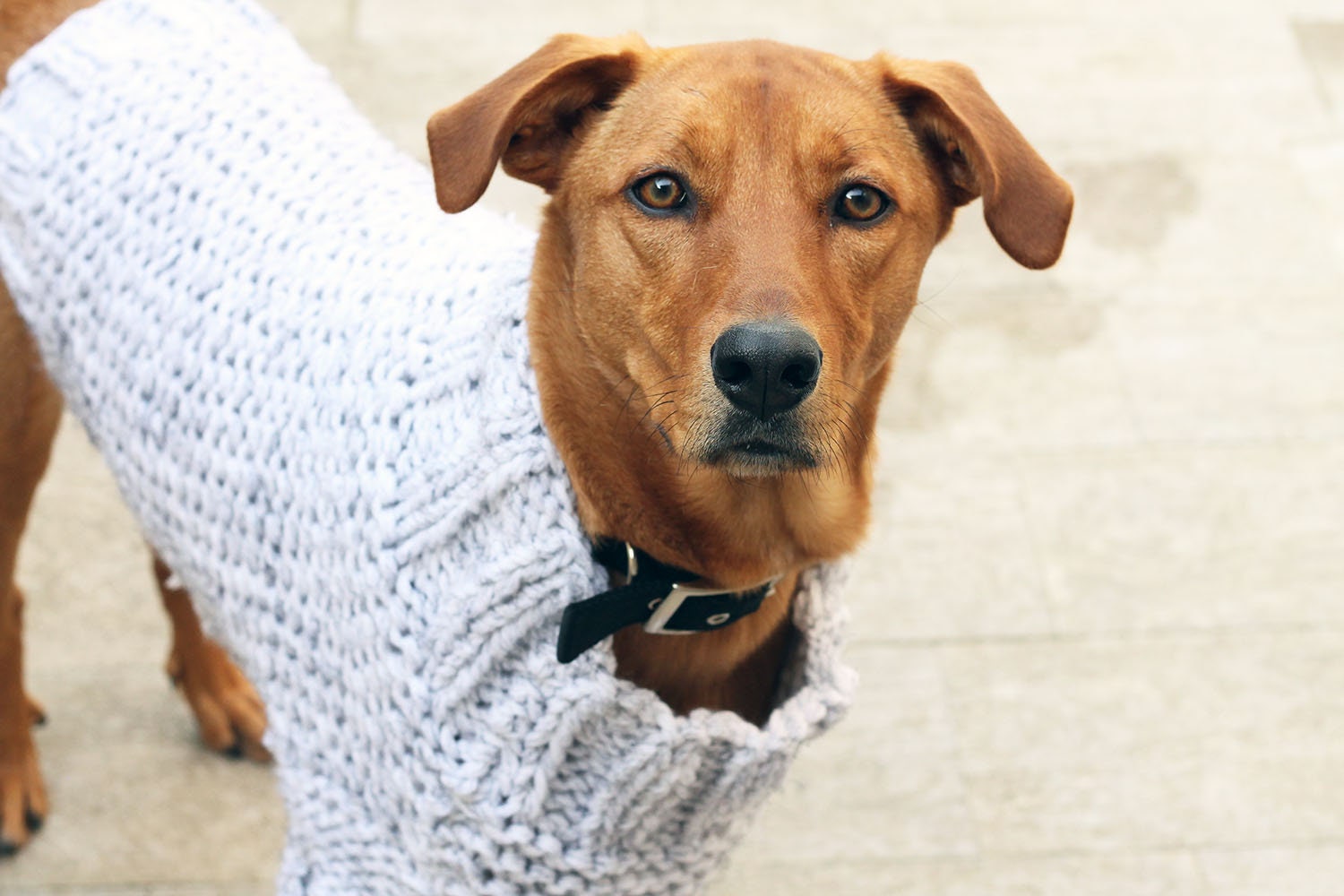 Dog Sweater Knitting Pattern Dog 