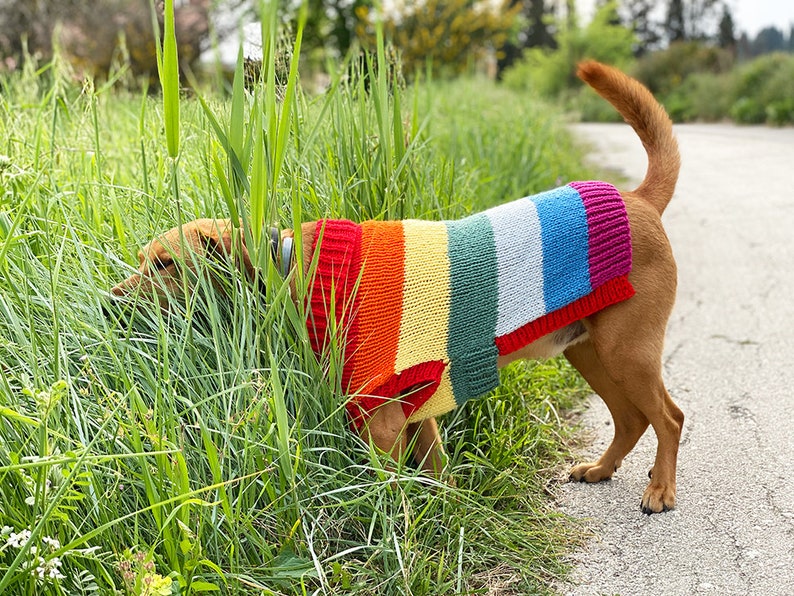 Rainbow dog sweater knitting pattern, dog sweater pattern, striped dog sweater pattern, knitting pattern, dog clothes, dog jumper pattern image 8