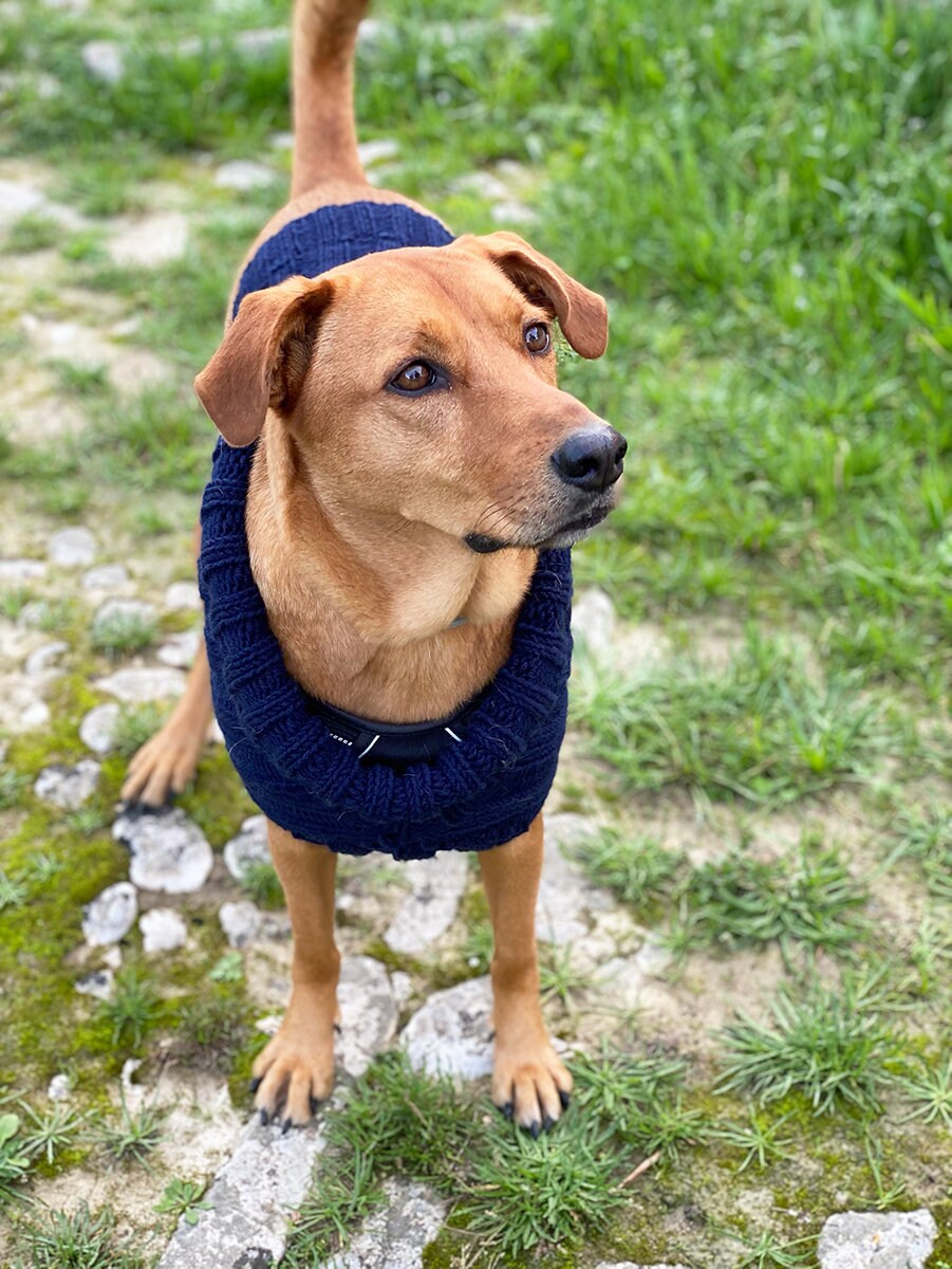 Ravelry: Ribbed Dog Sweater pattern by Louise Bollanos
