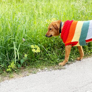 Rainbow dog sweater knitting pattern, dog sweater pattern, striped dog sweater pattern, knitting pattern, dog clothes, dog jumper pattern image 7