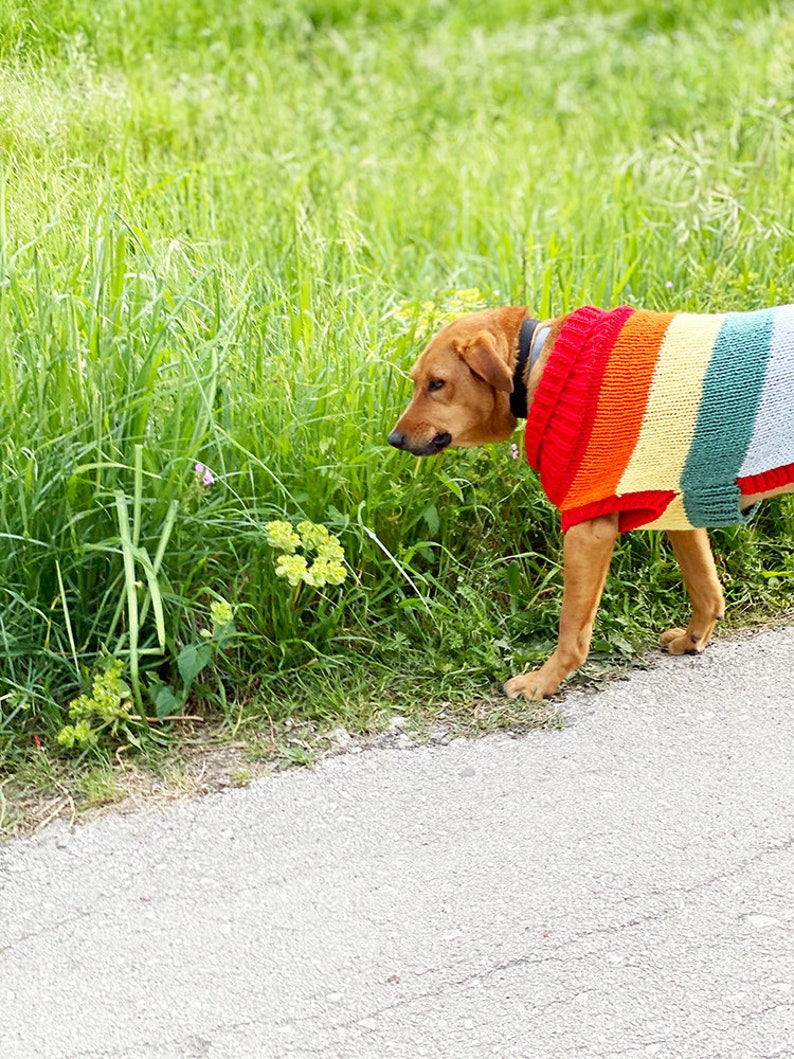 Rainbow dog sweater knitting pattern, dog sweater pattern, striped dog sweater pattern, knitting pattern, dog clothes, dog jumper pattern image 7