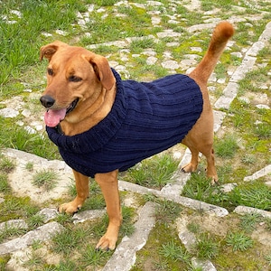 Könnte beinhalten: Ein brauner und brauner Hund, der einen dunkelblauen Strickpullover trägt. Der Hund steht auf einem Weg aus Stein und Gras.