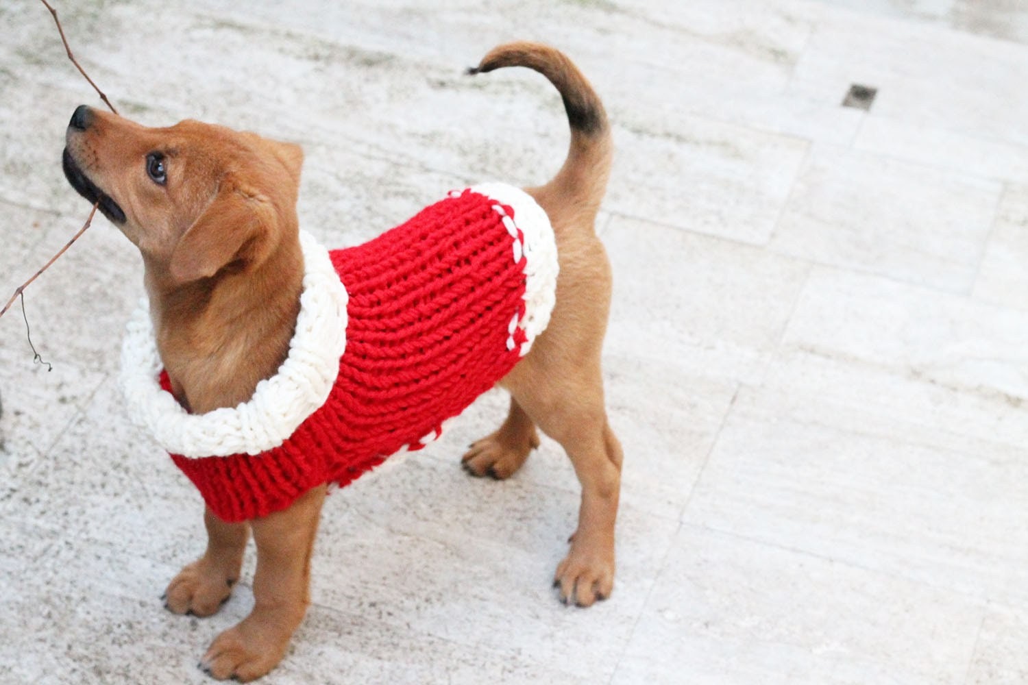 Ravelry: Christmas Dog Sweater pattern by Louise Bollanos