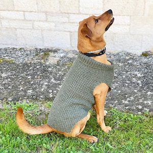 May include: A brown dog wearing a green knitted sweater, sitting on a grassy surface with a stone wall in the background.
