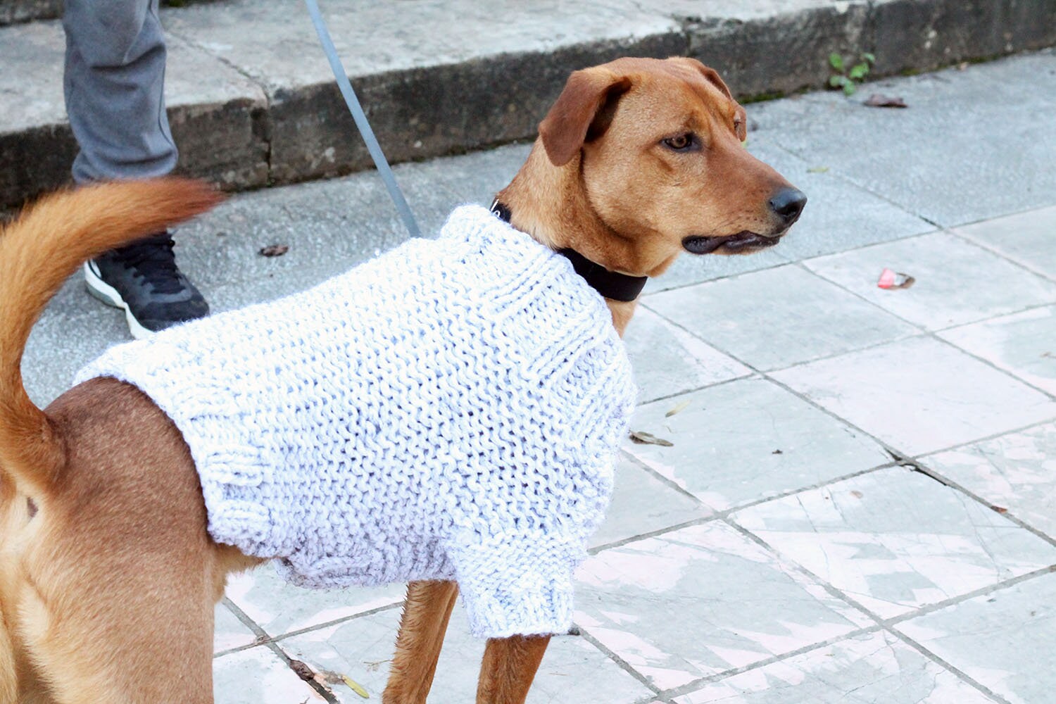 Dog Sweater Knitting Pattern Dog 