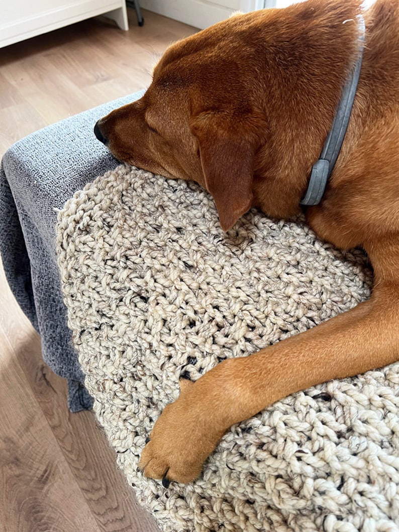 May include: A brown dog with a gray collar is lying on a beige knitted blanket. The dog's paws are visible on the blanket.