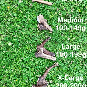 Small, Medium, Large, X-Large - Antler dogchews with Pedicle - Naturally resourced