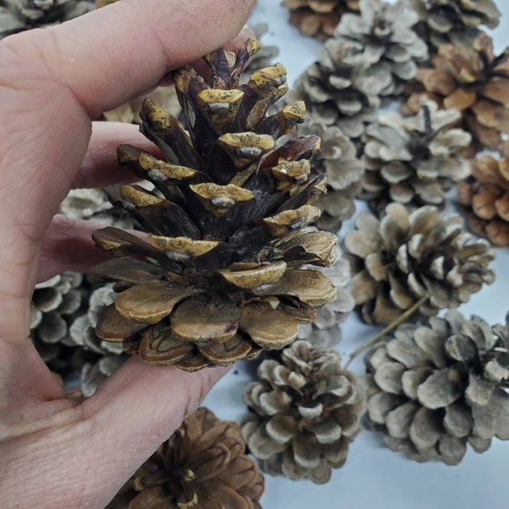 30 Small Pine Cones Natural, Pinecones for Crafts, Wreath
