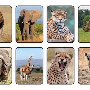 Animals & Names - Matching Game