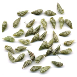 May include: A collection of small, light green, spiral-shaped shell beads. Each bead features a textured, ridged surface and a small hole at the top for stringing. Some beads are threaded onto a thin metal wire, while others are scattered.