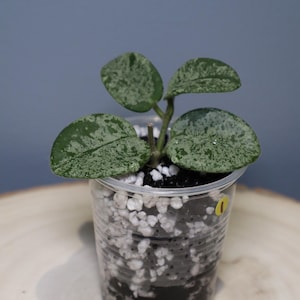 May include: A small Hoya plant with three rounded, variegated green leaves featuring silver speckling. The plant is potted in a clear plastic cup filled with a mixture of dark soil and white perlite, with a small yellow circular sticker on the side.