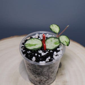 May include: A small Hoya plant with variegated green and cream leaves planted in a clear plastic cup filled with black and white potting substrate. A bright red plastic clip is attached to the stem of the plant to support the leaves.