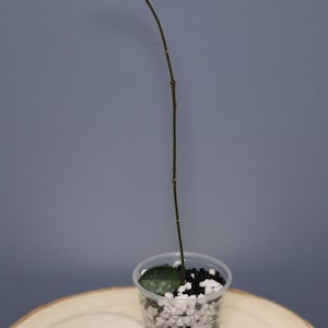 May include: A single-leaf Hoya plant cutting with a long, thin, brown vine extending upwards. The plant is rooted in a clear plastic cup filled with a mixture of white perlite and small black substrate pebbles, showing one green leaf.