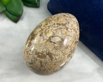 Polished Fossil Stone Egg