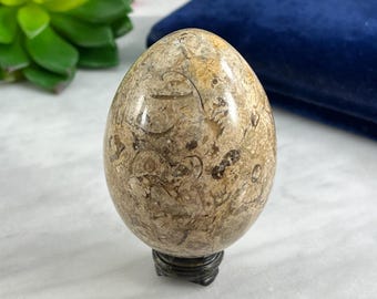 Polished Fossil Stone Egg