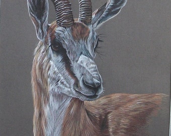 Gazelle - Original Artwork