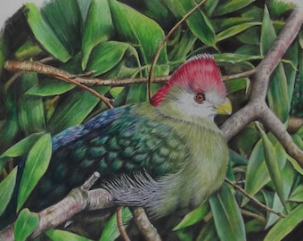 Turaco - Original Drawing in Coloured Pencil