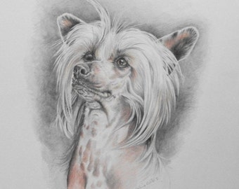 Chinese Crested in Pencil