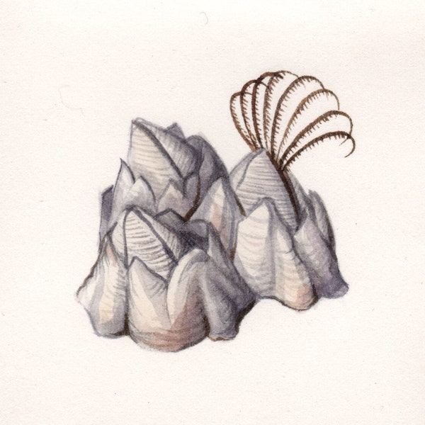 Ivory Barnacle