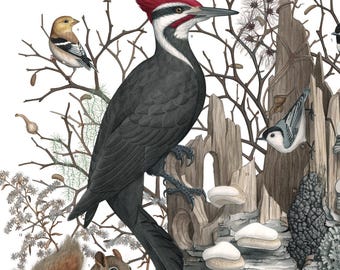 May include: A detailed illustration of a winter scene featuring various birds, a squirrel, and a beaver. A large woodpecker with a red crest is prominent. The word "February" is at the bottom, along with a list of animals, insects, and plants.