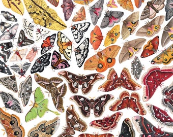 May include: A colourful illustrated chart of Saturniid Moths of North America. The chart features 67 different species of moths with their scientific names and common names. The moths are depicted in various colours and patterns, including brown, orange, yellow, green, and red.