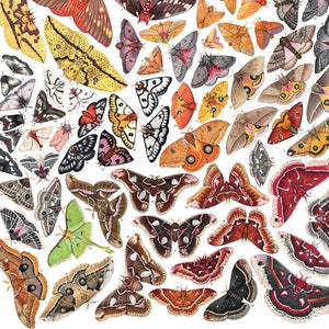 Saturniid Moths of North America, signed poster 18X24"