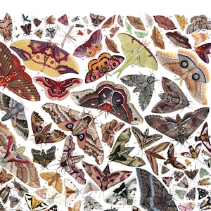 Moths of North America, signed poster 18X24&quot;