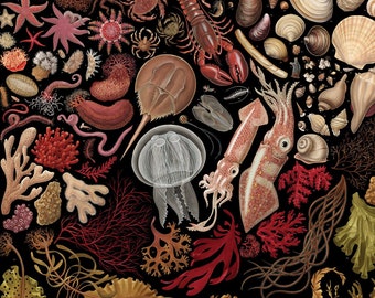 Intertidal Life of the North Atlantic, signed poster 18X24"