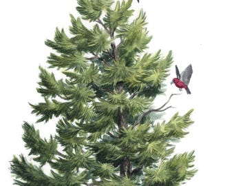 Eastern White Pine Tree, Original Watercolor Painting